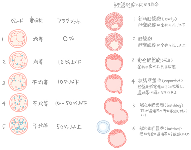 胚移植について はなおかivfクリニック品川 Jr大崎駅徒歩90秒不妊治療 体外受精専門クリニック