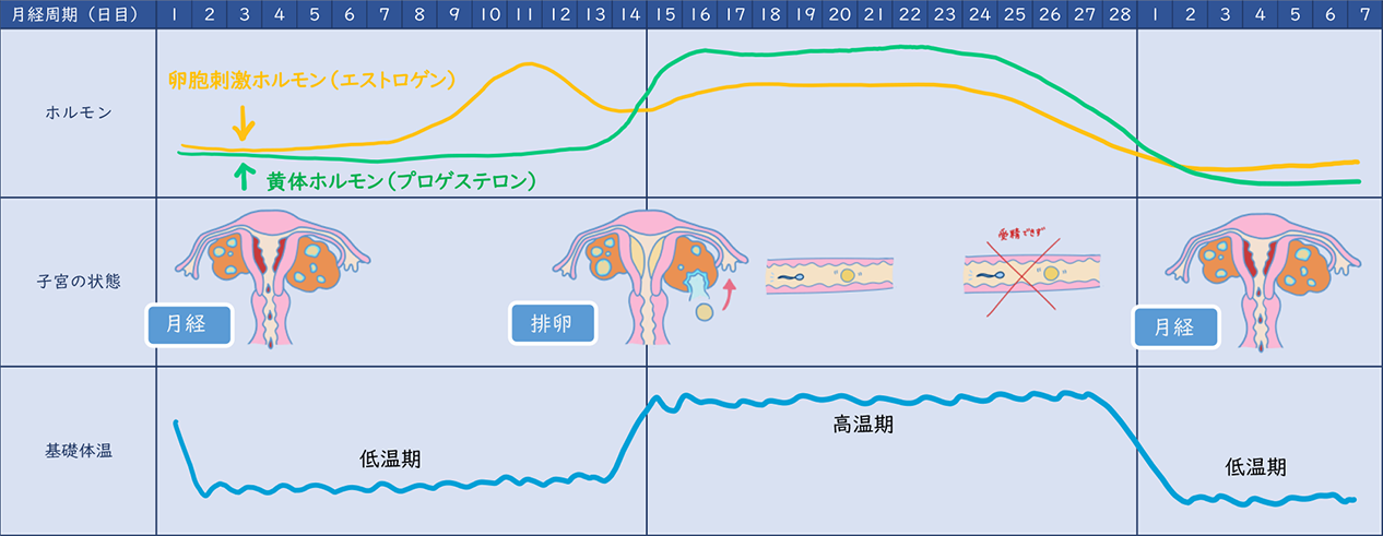 月経周期