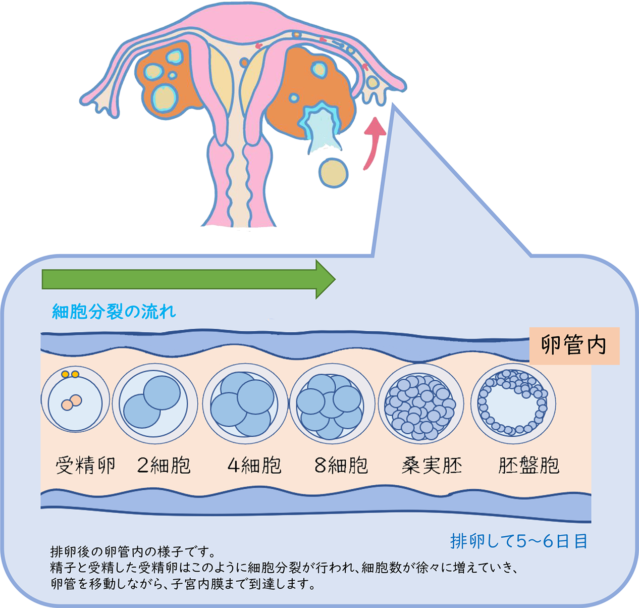 排卵→受精→着床（妊娠）まで